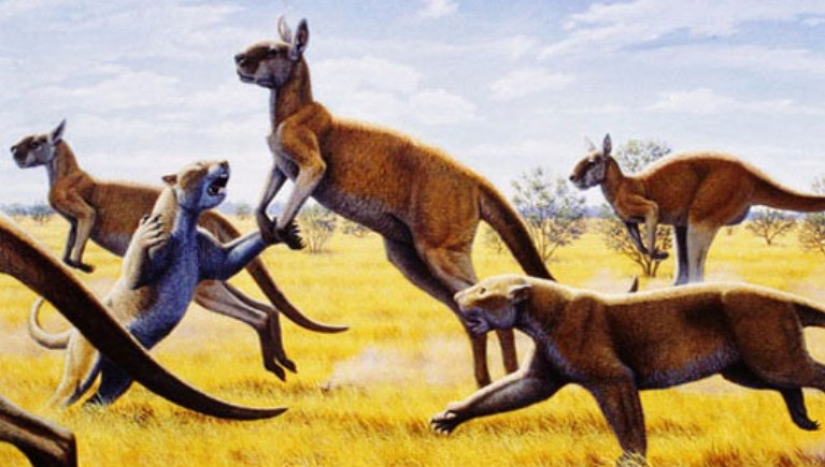 The Hoofed Kangaroo Procoptodon Is An Extinct Giant Of Australia Pictolic