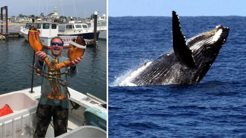 The humpback whale swallowed the diver and spat him back out