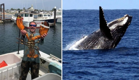 The humpback whale swallowed the diver and spat him back out