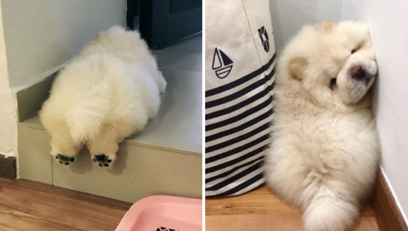 The impossibly fluffy and clumsy chow chow puppy will melt your heart