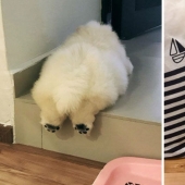 The impossibly fluffy and clumsy chow chow puppy will melt your heart