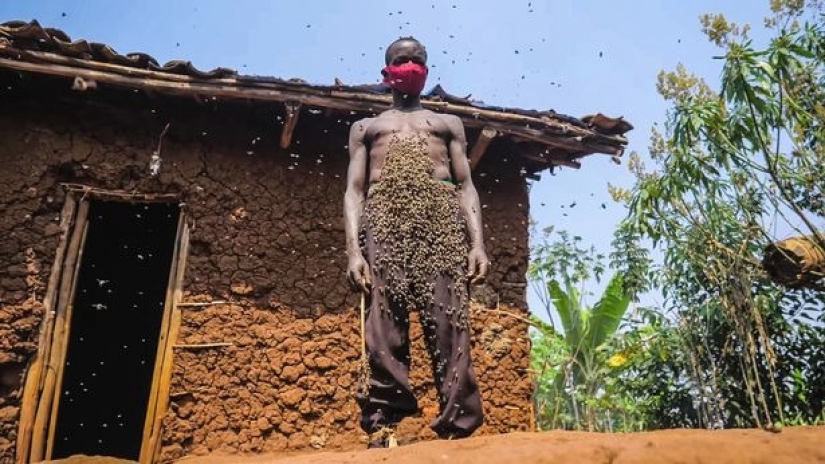 The King of bees is an African who is not afraid of stinging insects