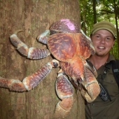 The largest representative arthropods, the coconut crab!