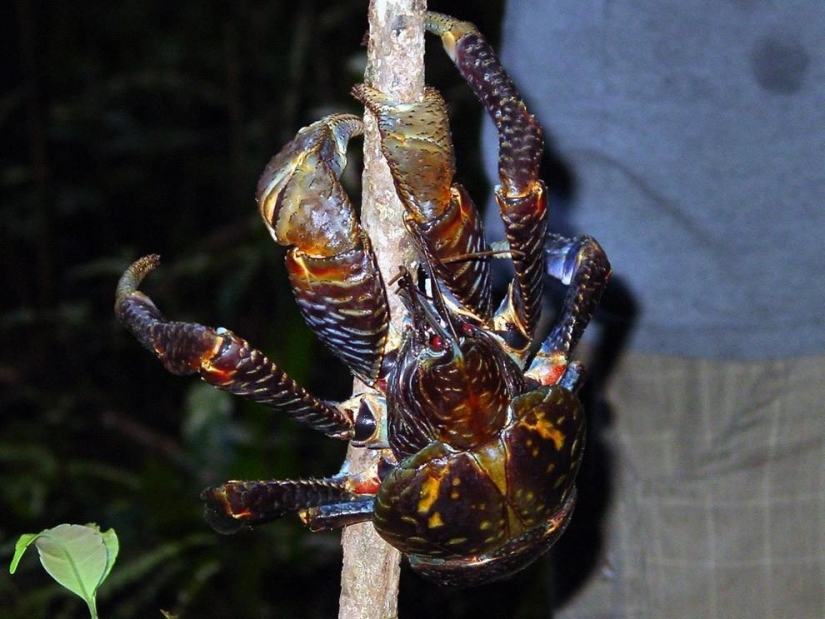 The largest representative arthropods, the coconut crab!