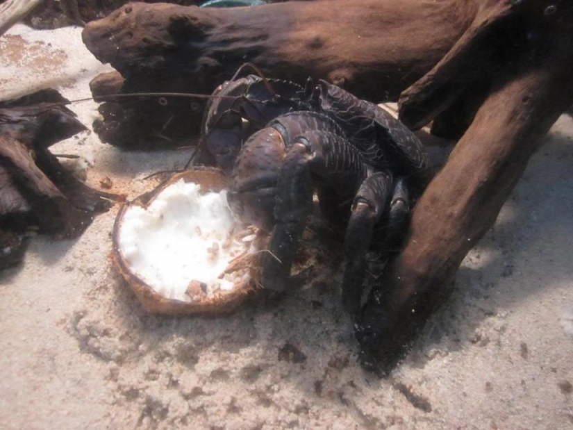 The largest representative arthropods, the coconut crab!