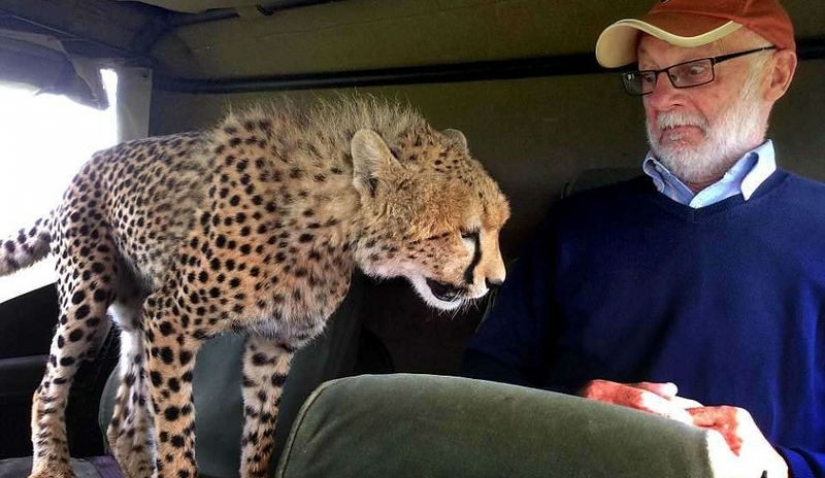The most awkward moment, when the jeep jumped Cheetah