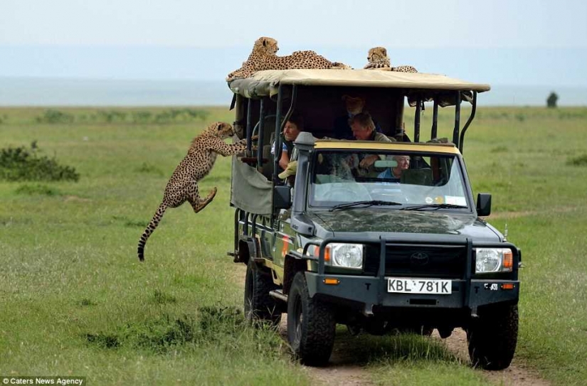 The most awkward moment, when the jeep jumped Cheetah
