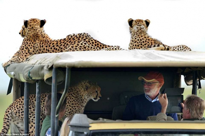 The most awkward moment, when the jeep jumped Cheetah