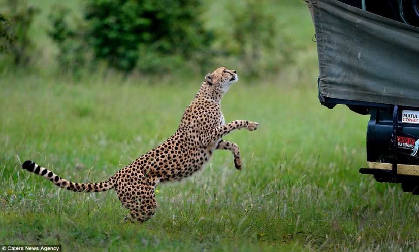 The most awkward moment, when the jeep jumped Cheetah