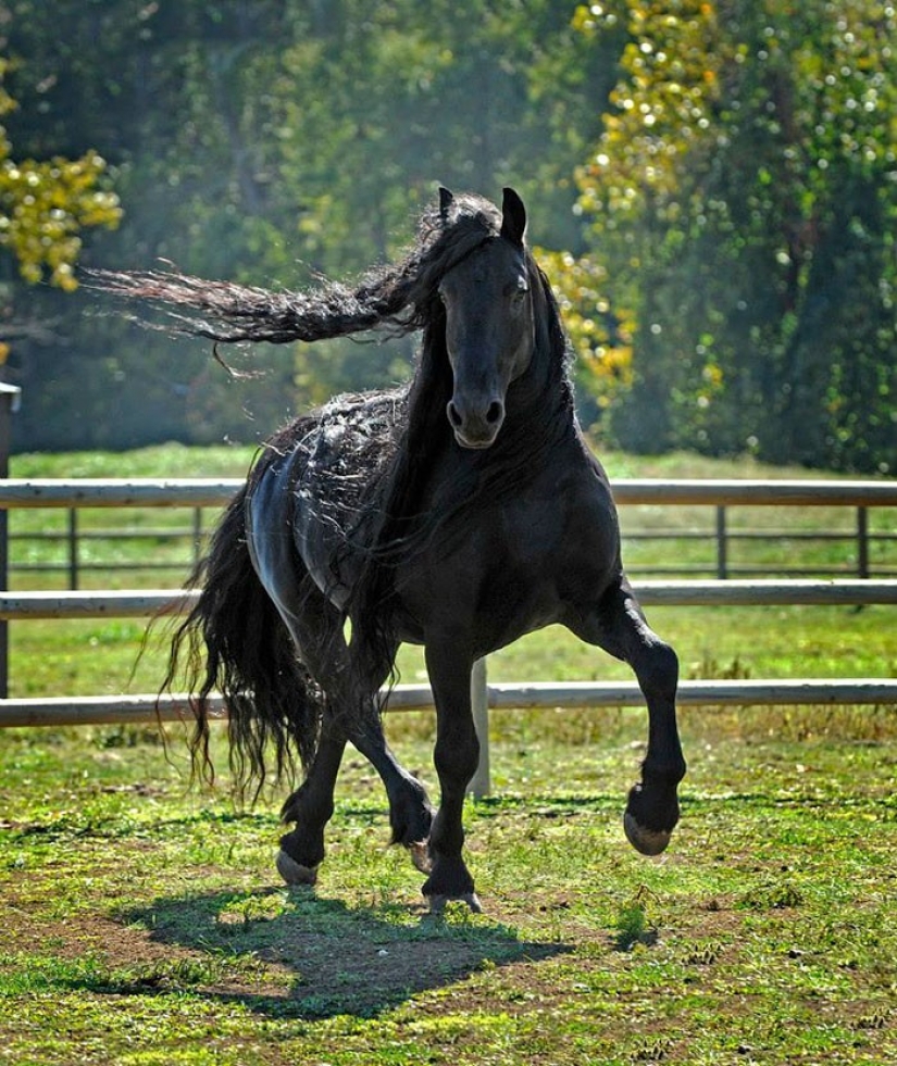 The most beautiful horse in the world — the black stallion Frederick the Great