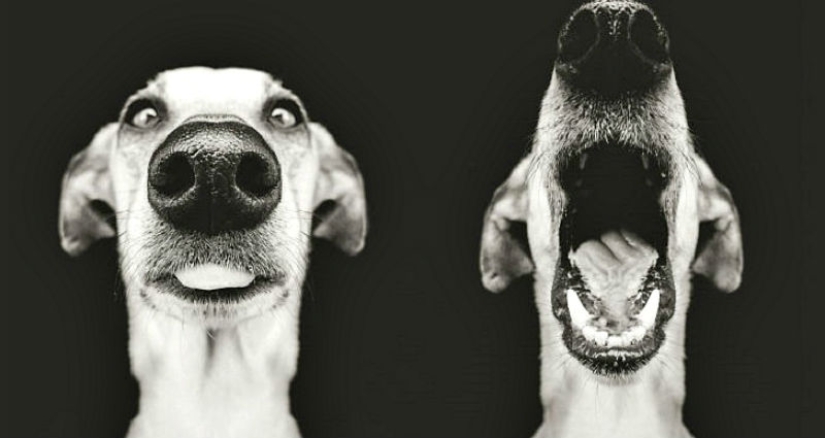 The most expressive dogs in the world by Elke Vogelslang