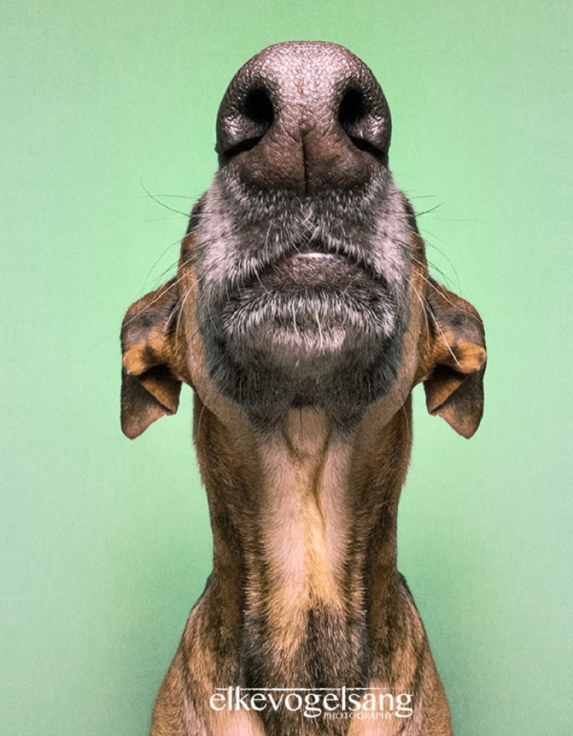 The most expressive dogs in the world by Elke Vogelslang