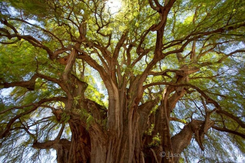 The most strange trees in the world