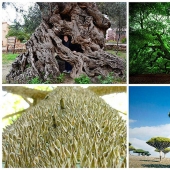 The most strange trees in the world