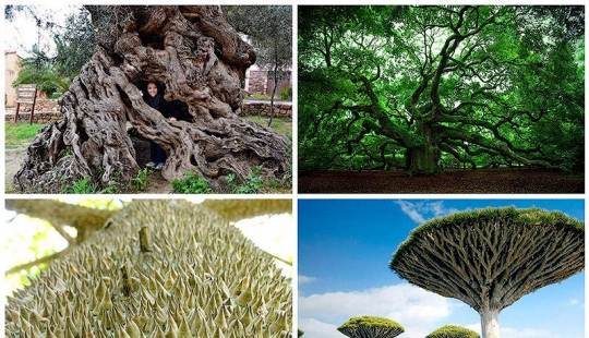 The most strange trees in the world