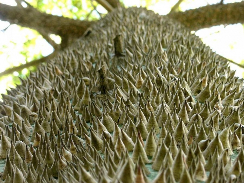 The most strange trees in the world