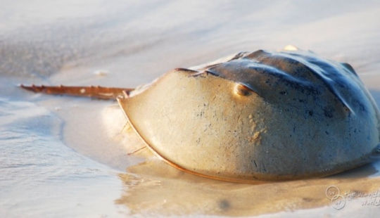 The oldest living things on the planet