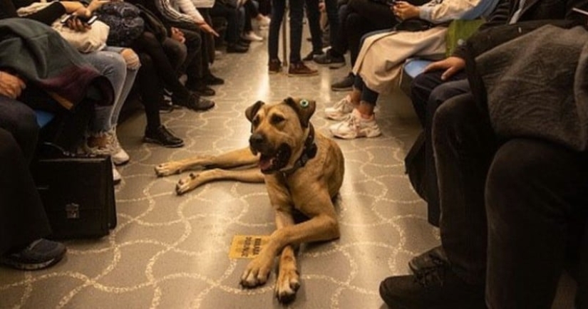 The oppositionists tried to frame the Istanbul dog Boji by throwing feces into the tram