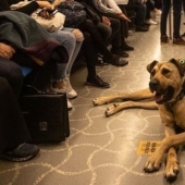 The oppositionists tried to frame the Istanbul dog Boji by throwing feces into the tram