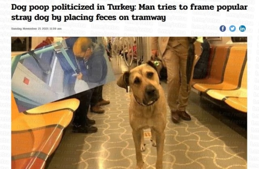 The oppositionists tried to frame the Istanbul dog Boji by throwing feces into the tram