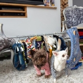 The owner of a spoiled chihuahua spent a fortune on designer outfits for dogs