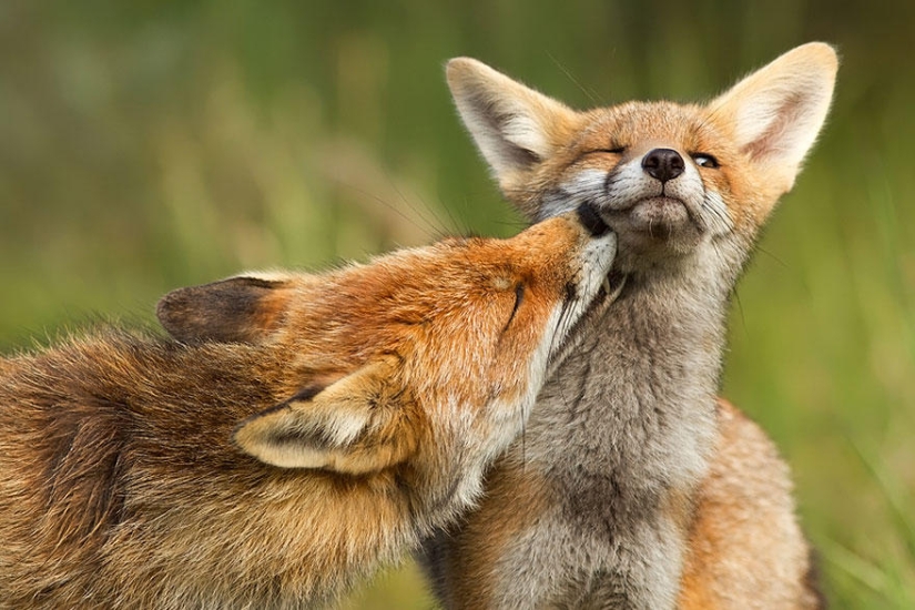 The post of love for foxes