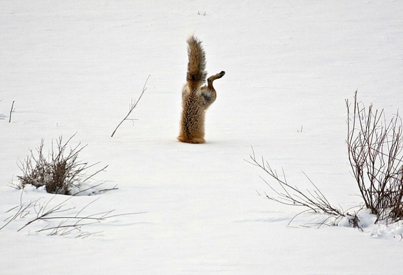 The post of love for foxes