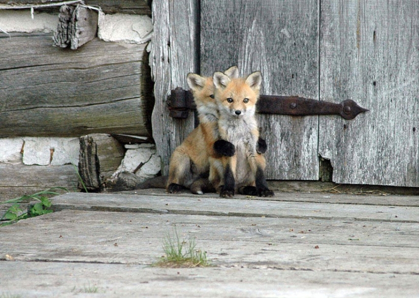 The post of love for foxes