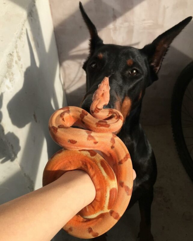 The Russian woman fearlessly gave a cobra a drink from a glass and became the hero of the network