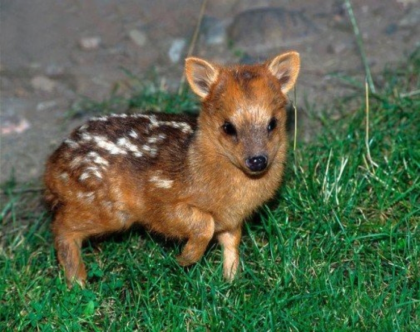 The world of mimic babies: who is pudu and what does he face with a codecode
