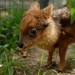 The world of mimic babies: who is pudu and what does he face with a codecode
