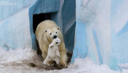 These animals will teach you to be good parents