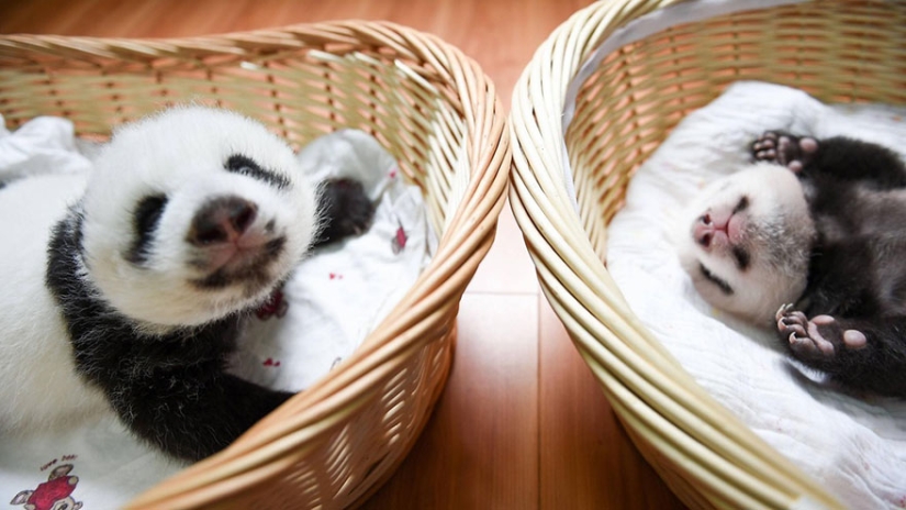 These panda babies will make you die of emotion!