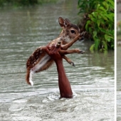 These photos will restore your faith in humanity.