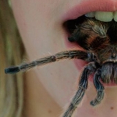 They already crawling over you: top 10 creepy Australian killer spiders