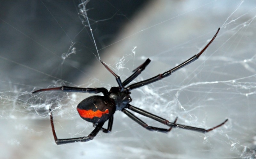 They already crawling over you: top 10 creepy Australian killer spiders
