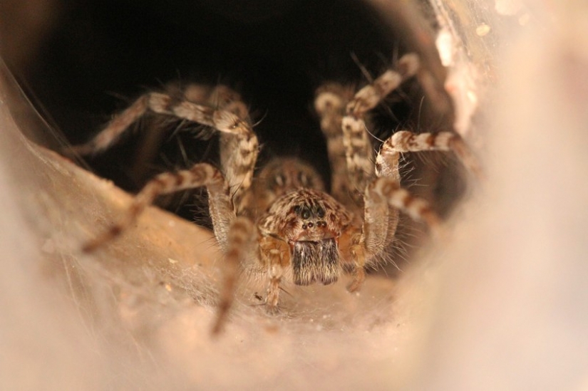 They already crawling over you: top 10 creepy Australian killer spiders