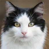 This cat doesn't exist! Neural networks create photos of fake cats