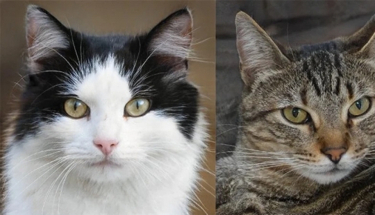This cat doesn't exist! Neural networks create photos of fake cats