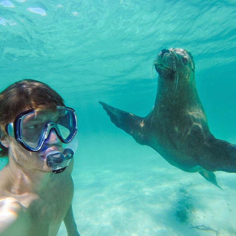 This man has mastered the art of selfies with animals to perfection.