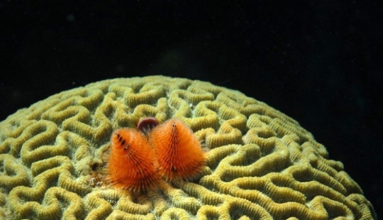 This sea creature looks a lot like a Christmas tree.