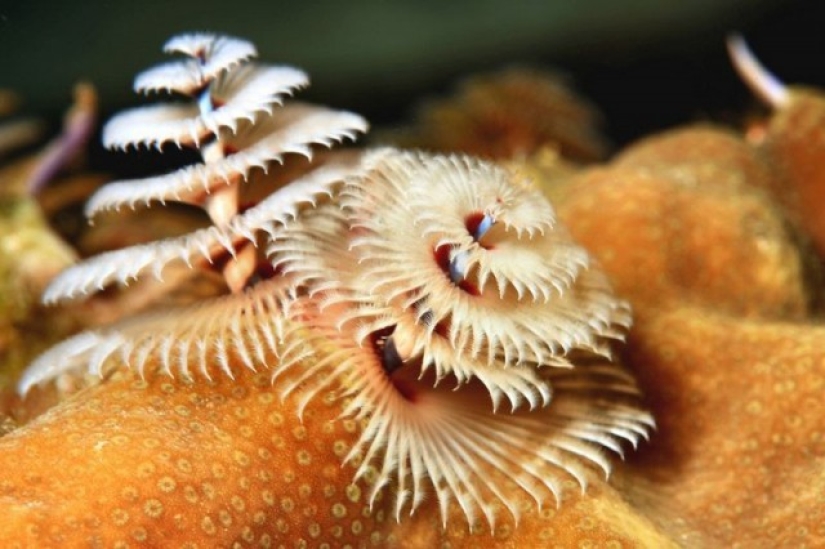 This sea creature looks a lot like a Christmas tree.