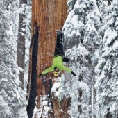 To shoot this tree in its entirety, photographers took 32 days