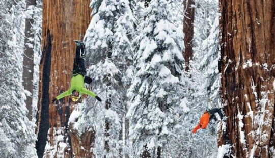 To shoot this tree in its entirety, photographers took 32 days To shoot this tree in its entirety, photographers took 32 days