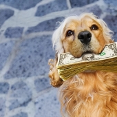 Toda la herencia por el desagüe: el más extraño de los elementos de las voluntades de las estrellas