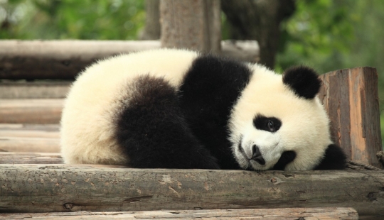 Todos los misterios del Reino medio: 30 hechos acerca de China