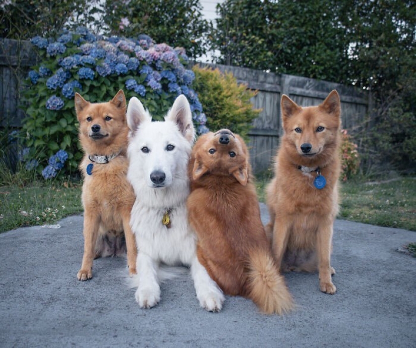 Todos tenemos ese amigo: el perro "botín" de cada foto con sus familiares