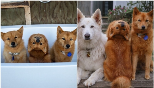 Todos tenemos ese amigo: el perro "botín" de cada foto con sus familiares