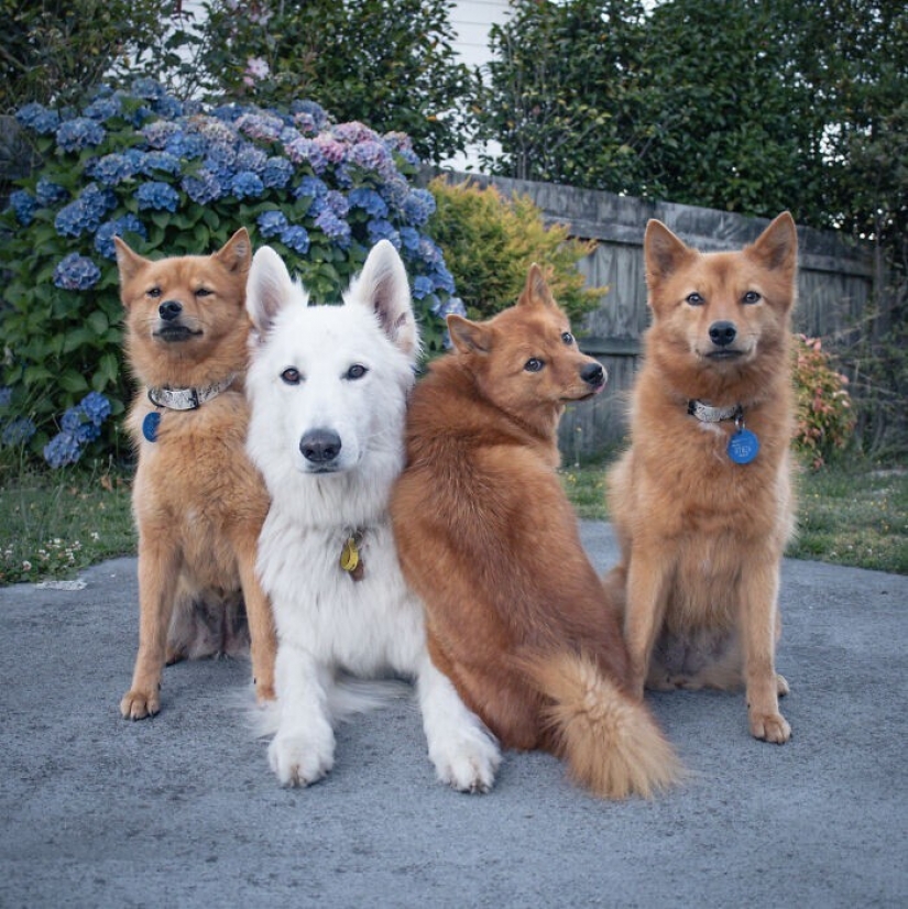 Todos tenemos ese amigo: el perro "botín" de cada foto con sus familiares