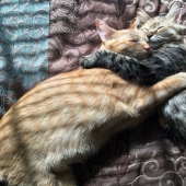 Two kittens have fallen in love with each other and just can't hide their feelings anymore